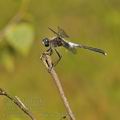 Leucorrhinia_albifrons_bh2211