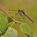 Leucorrhinia_albifrons_bh2226