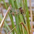 Leucorrhinia_dubia_bf9806