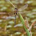 Leucorrhinia_dubia_bf9811