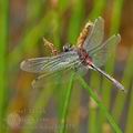 Leucorrhinia_dubia_bh1323