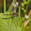 Leucorrhinia_dubia_bh2064