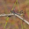 Leucorrhinia_dubia_bh2106