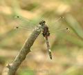 Leucorrhinia_pectoralis_ae8776