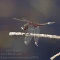 Leucorrhinia_pectoralis_ae9975