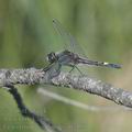 Leucorrhinia_pectoralis_ah7357