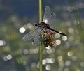 Leucorrhinia_pectoralis_bc9565