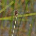 Leucorrhinia_pectoralis_bh1359