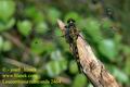 Leucorrhinia_rubicunda_2464