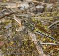 Leucorrhinia_rubicunda_aa9924