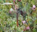 Leucorrhinia_rubicunda_ab0922