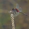 Leucorrhinia_rubicunda_af2122