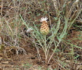 Leuzea_conifera_bg5274