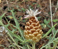 Leuzea_conifera_bg5278