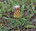 Leuzea_conifera_bt8542
