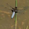 Libellula_depresa_bd2700