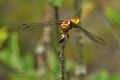 Libellula_depresa_bu3740