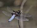 Libellula_depresa_pa5143818