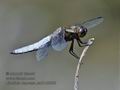 Libellula_depresa_pa5143836