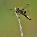 Libellula_depressa_bh2772