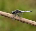 Libellula_fulva_bk1238