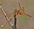 Libellula_fulva_bn7188