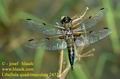 Libellula_quadrimaculata_2452