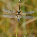 Libellula_quadrimaculata_bc9543