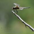 Libellula_quadrimaculata_bc9573