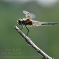 Libellula_quadrimaculata_bc9590