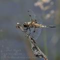 Libellula_quadrimaculata_bd1235