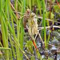 Libellula_quadrimaculata_bf7183