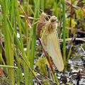 Libellula_quadrimaculata_bf7190