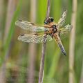 Libellula_quadrimaculata_bg0611