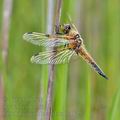 Libellula_quadrimaculata_bg0621