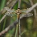 Libellula_quadrimaculata_bj6534