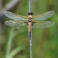 Libellula_quadrimaculata_bj6546