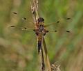 Libellula_quadrimaculata_bn6374