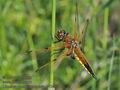 Libellula_quadrimaculata_hh3012