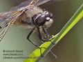 Libellula_quadrimaculata_pf3369