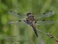 Libellula_quadrimaculata_ra6846