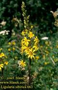 Ligularia_sibirica_663