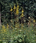 Ligularia_sibirica_9307