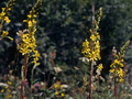Ligularia_sibirica_9308