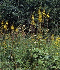 Ligularia_sibirica_9309