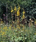 Ligularia_sibirica_9310