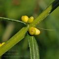 Lilium_bulbiferum_bk3155