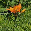 Lilium_bulbiferum_bk3162