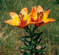 Lilium_bulbuferum_4118