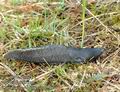 Limax_cinereoniger_ae0948